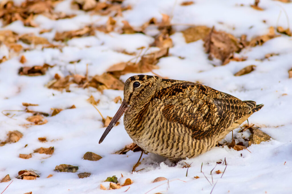 woodcock in Minnesota