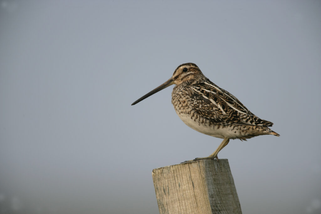 Woodcock standing on pole