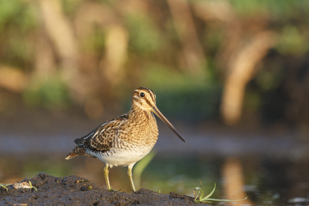 woodcock in marsh